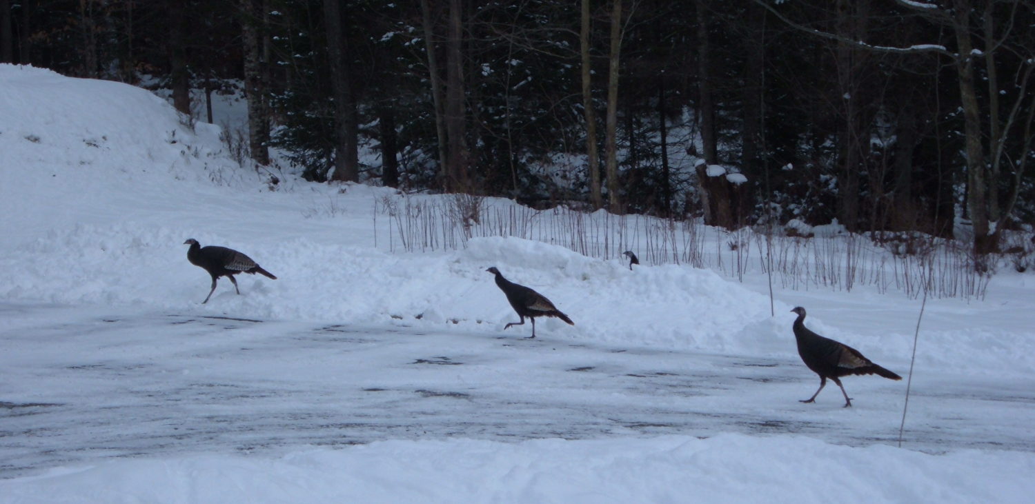 Eden, Vermont 05652 and Eden Mills, VT 05653